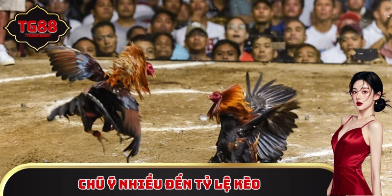 Chú ý nhiều đến tỷ lệ kèo