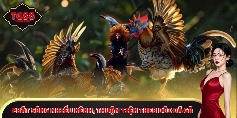 Phát sóng trên nhiều kênh, thuận tiện theo dõi đá gà